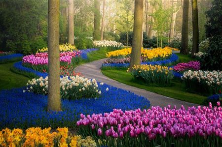 Vườn tulip khoe sắc trong yên vắng 🌷