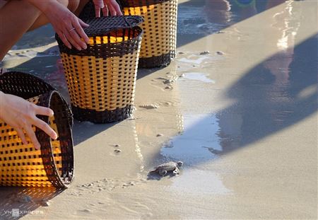 Thả rùa biển sáng sớm ở Côn Đảo 🐢
