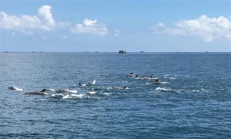 Đàn cá heo bơi lội ở đảo Phú Quý 🐬
